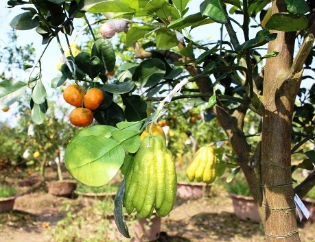 Lê Duc Giap, celui qui crée un arbre original à 5 fruits pour le Têt - ảnh 2